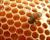 شرح الگوریتم کلونی مورچه و زنبور عسل