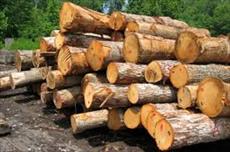 پاورپوینت مواد و مصالح ساختمانی با موضوع چوب ( تنها مصالح تجدیدپذیر )